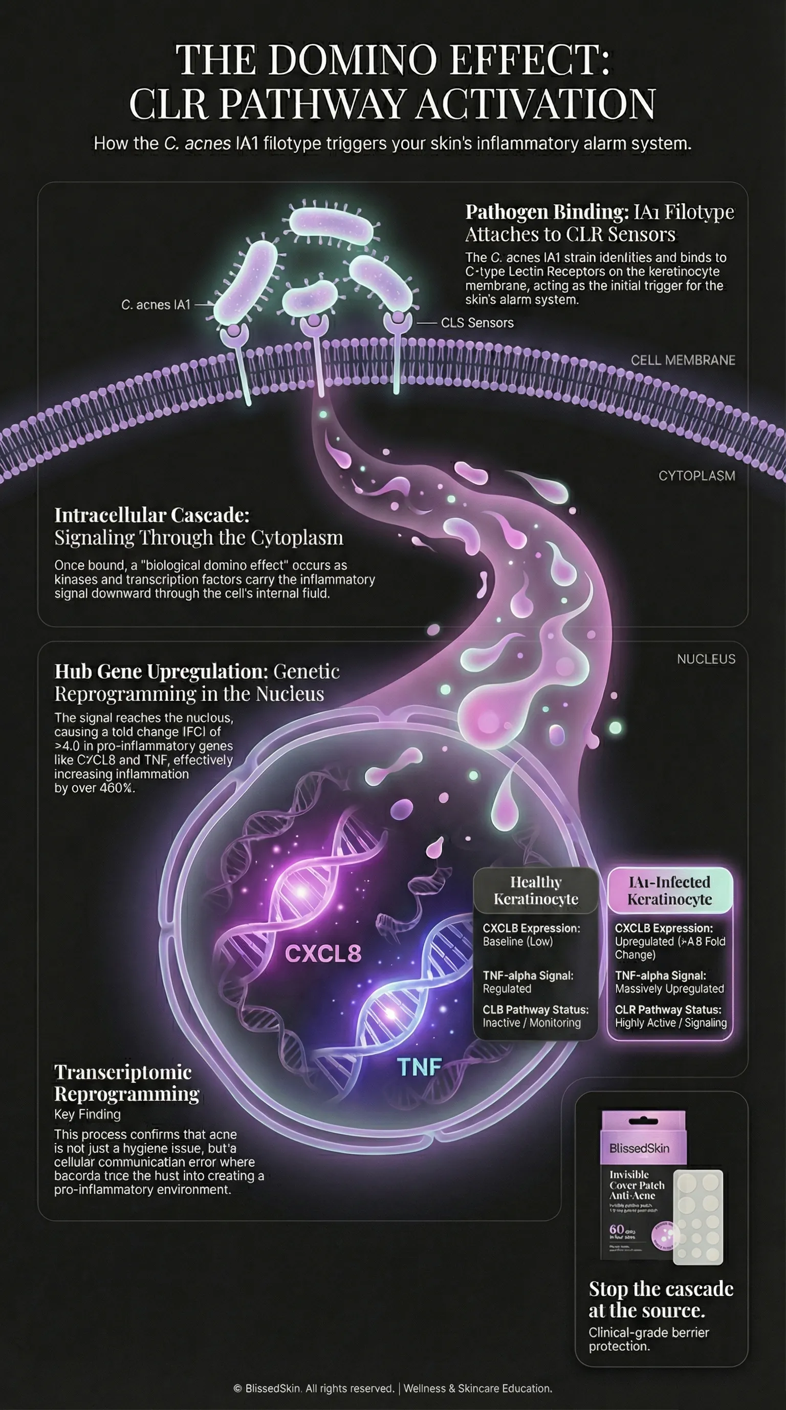 Cellular network diagram illustrating the C-type Lectin Receptor signaling pathway activated during host-pathogen interactions